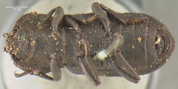 Media type: image;   Entomology 923 Aspect: habitus ventral view